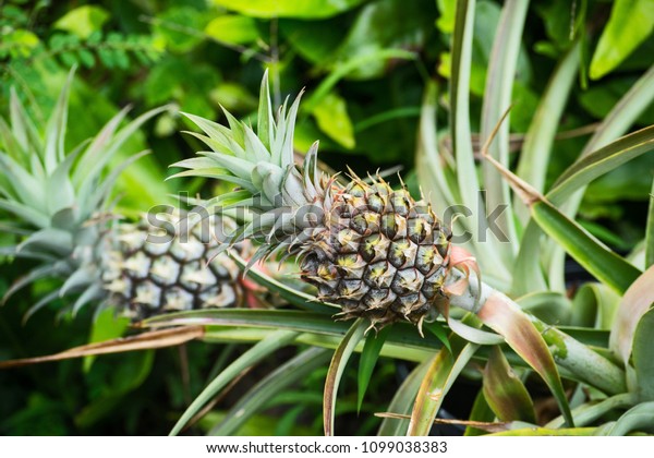 Pineapple Tree Hawaii Stock Photo Edit Now 11828170