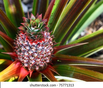 Pineapple Growing On Pineapple Plant.