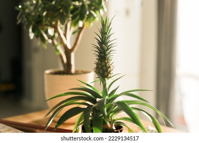 Pineapple in home organic farm. Growing pineapple at home. Gardening concept - Shutterstock ID 2229134517