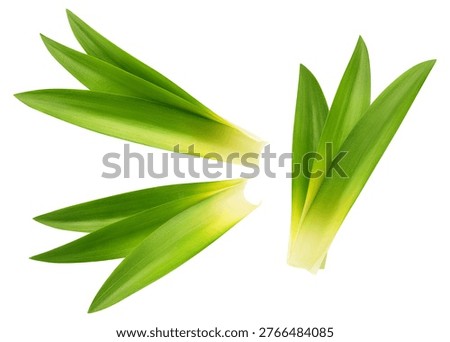 Pineapple Leaf isolated on white background, clipping path, full depth of field