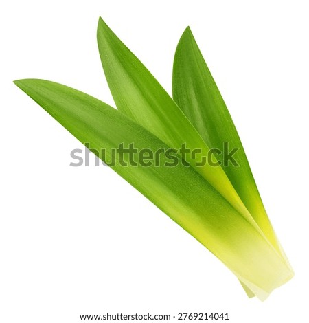 Pineapple Leaf isolated on white background, clipping path, full depth of field