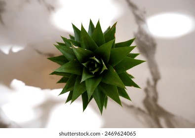 Pineapple leaf top view with natural light. Close-up pineapple leaves with concept of natural fiber, tropical fruit, plant, shadow, and kitchen. Top view pineapple leaf texture with marble background. - Powered by Shutterstock