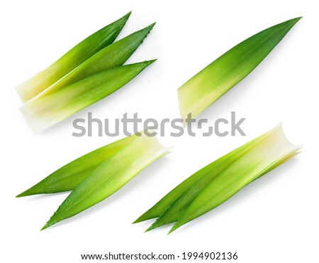Pineapple leaves isolate. Pineapple leaf on white background. Fresh pinapple leaf set. Clipping path.