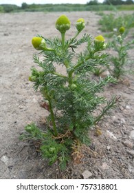 Pineapple Mayweed Flower