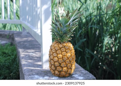 Pineapple model in the sun 