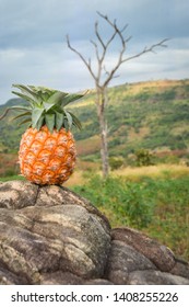 Pineapple is a mountain backdrop.