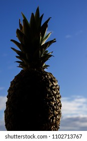 Pineapple on the background of the cloudless summer blue sky in the light