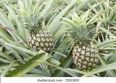 Pineapple On Tropical Fruit Field.