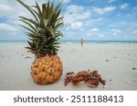 pineapple on white sand of cuba, atlantic ocean, crab on the seashore, christmas, new year on the beach, honeymoon on christmas, girl on the beach,