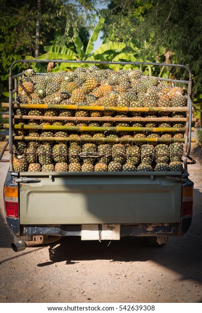 Pineapple pickup car at\
a farm in Thailand