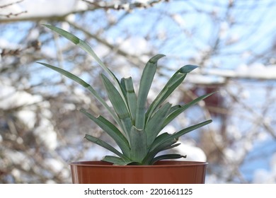 Pineapple plant in a flower pot in winter against a background of snow outside the window. The pineapple plant is grown from the top of a pineapple and was planted in a pot six months ago.  - Shutterstock ID 2201661125