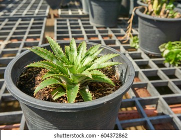 Pineapple Plant In A Pot.