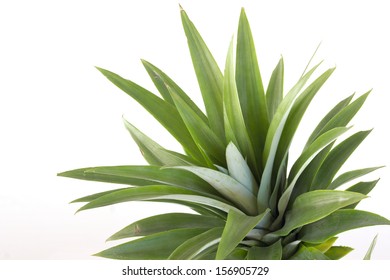 Pineapple Plant Top