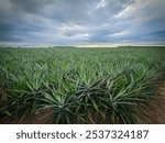 A pineapple plantation in the atmosphere of a sunset.