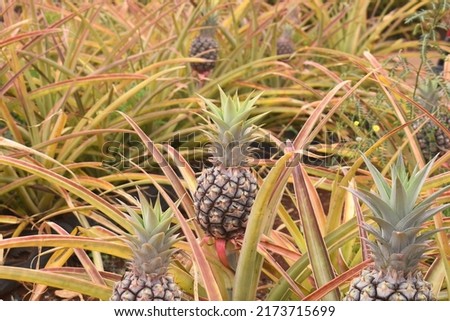 pineapple plants growing small pineapples at hawaii's Dole Plantation