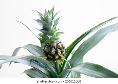 Pineapple As Pot Plant