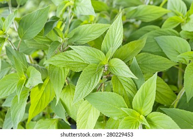 Pineapple Sage