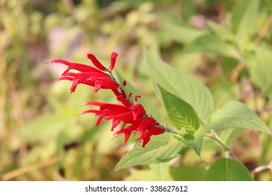 Pineapple Sage