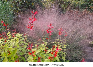 Pineapple Sage