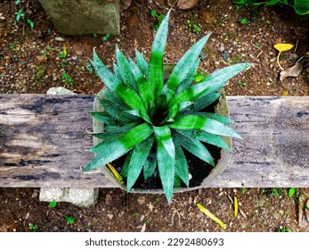 Pineapple seedlings in a plastic container 