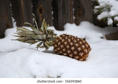 Pineapple in snow