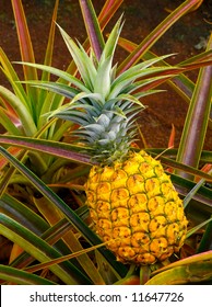 Pineapple Tree In Hawaii