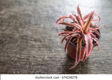 pineapple tree in pot on table