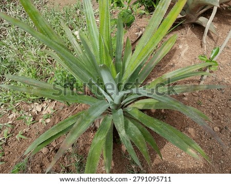 the pineapple tree is still small