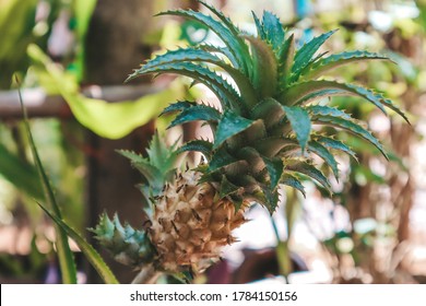 Pineapple trees close up, face clear after blur
