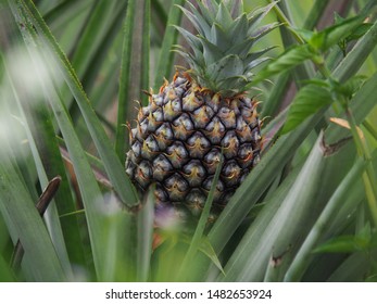 Similar Images Stock Photos Vectors Of Pineapple In Tree