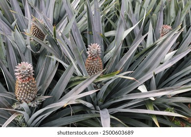 Pineapple tropical fruit growing in a farm,Pineapple planted in the farm,Pineapple fruits plantation in tropical - Powered by Shutterstock