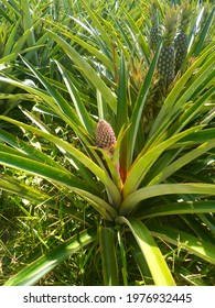 Pineapple Is A Very Common Fruit At Condeixa On Marajó Island.