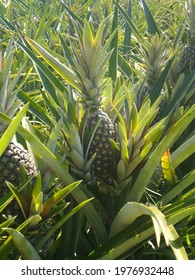 Pineapple Is A Very Common Fruit At Condeixa On Marajó Island.