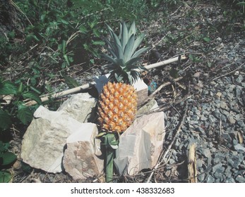 Pineapples