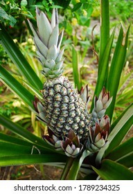 Pineapples Are A Composite Of Many Flowers Whose Individual Fruitlets Fuse Together Around A Central Core.