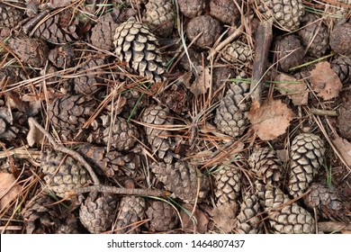 Pineapples And Pineneedles on the ground in a forest.