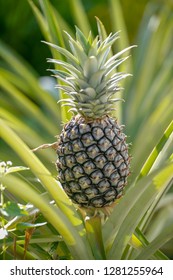 Pineapples Are Tropical Fruit That Are Rich In Vitamins, Enzymes And Antioxidents. They May Help Boost The Immune System, Build Strong Bones And Aid Indigestion.