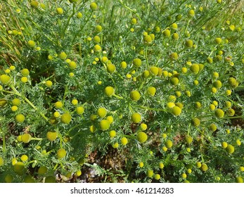 Pineappleweed, Matricaria, Discoidea