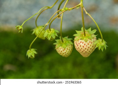 Pineberry