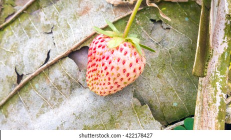 Pineberry With Dry Leaf