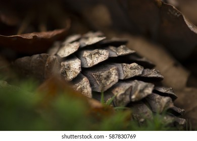 pinecone