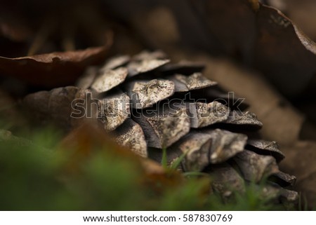 pinecone