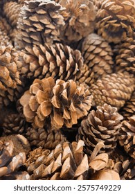 Pinecone background winter texture pattern