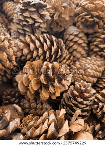 Pinecone background winter texture pattern
