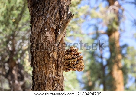A pinecone bird feeder with peanut butter and different types of seeds hanging of a tree branch.