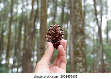 A pinecone close-up in a pine forest
