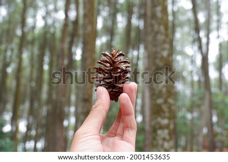 A pinecone close-up in a pine forest

