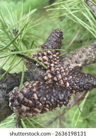Pinecone cluster from pine tree
