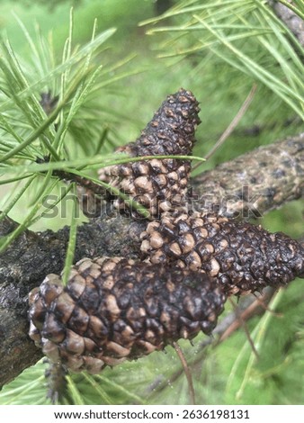 Pinecone cluster from pine tree