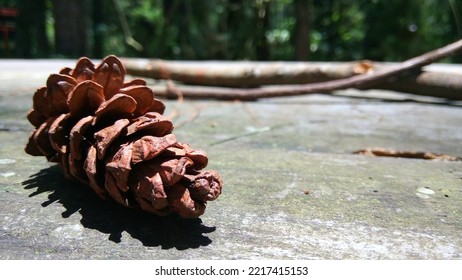 Pinecone Falls On The Wood Table In Tahura Juanda Rain Forest